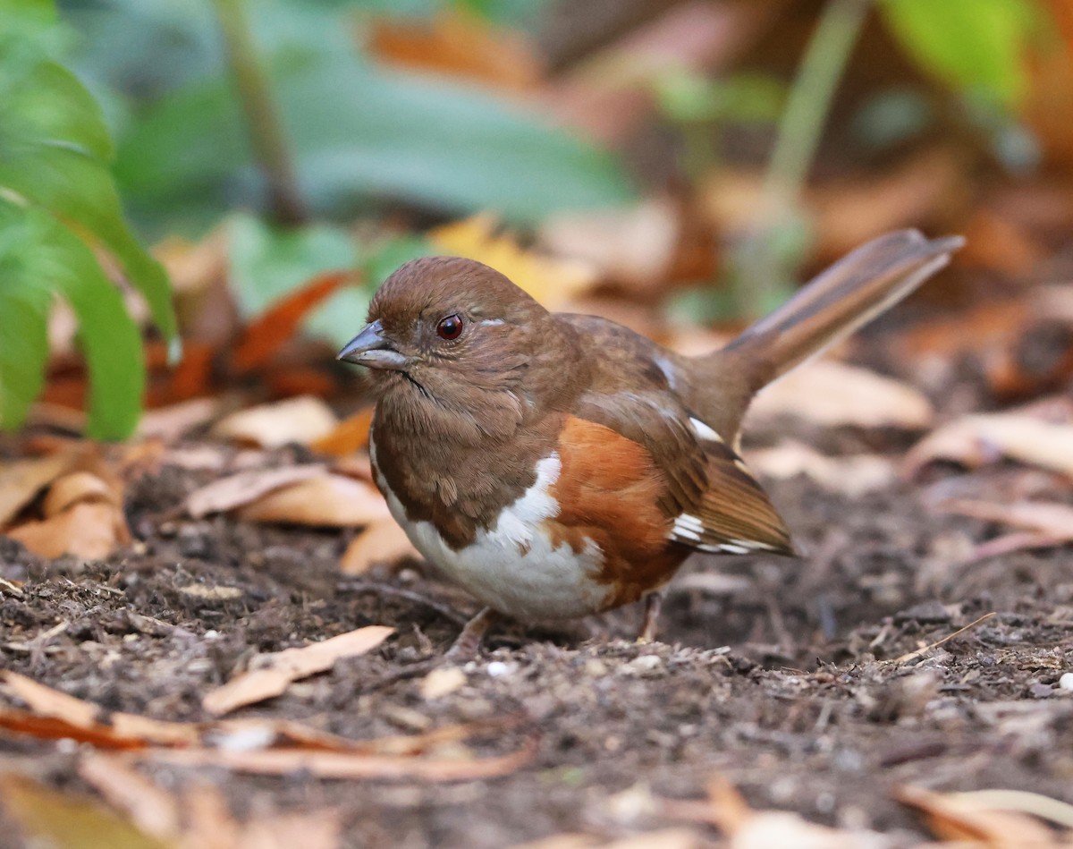 pipilo rudooký - ML646473647