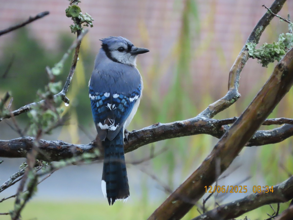 Blue Jay - ML646473649