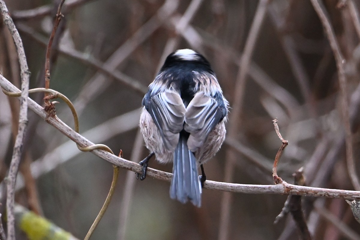 Long-tailed Tit - ML646473655