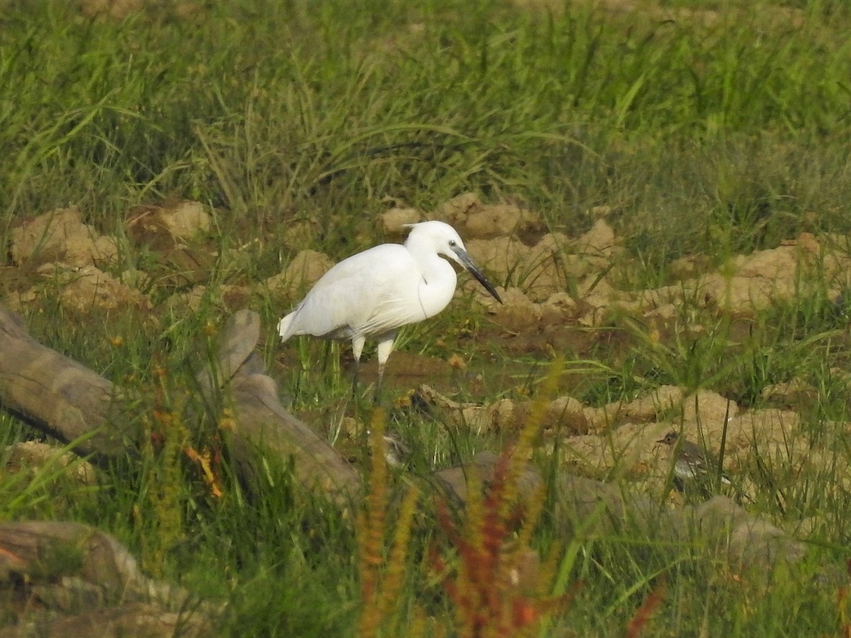 Little Egret - ML646473656