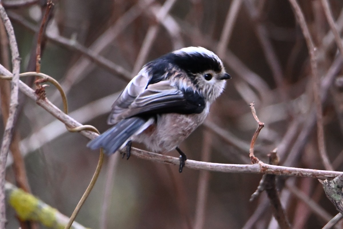 Long-tailed Tit - ML646473657