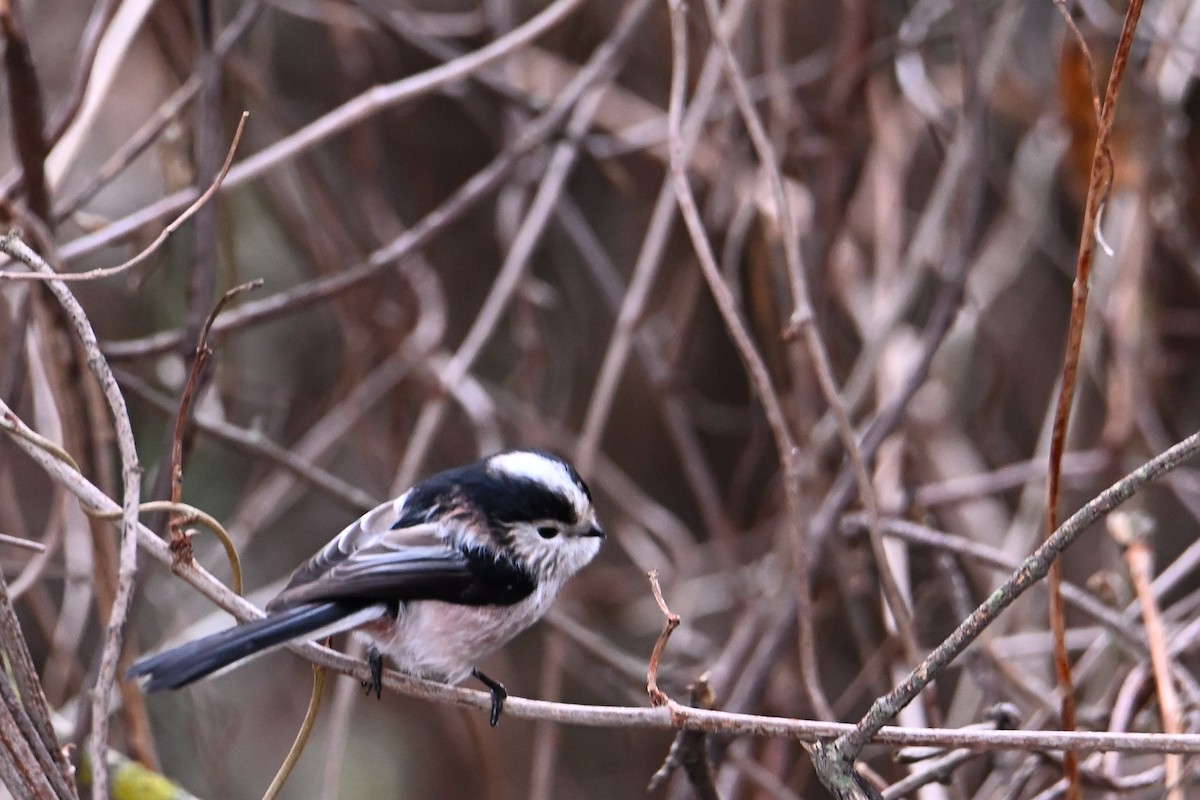 Long-tailed Tit - ML646473658