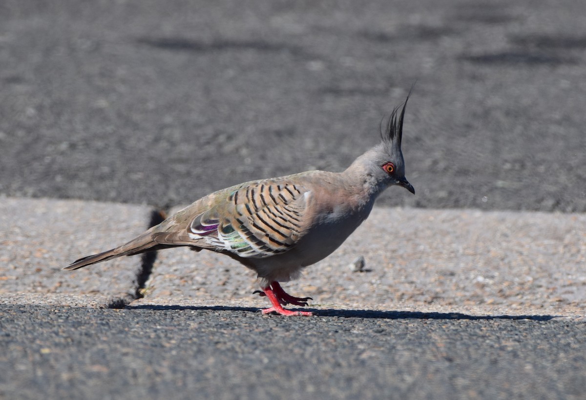 Crested Pigeon - ML646473660