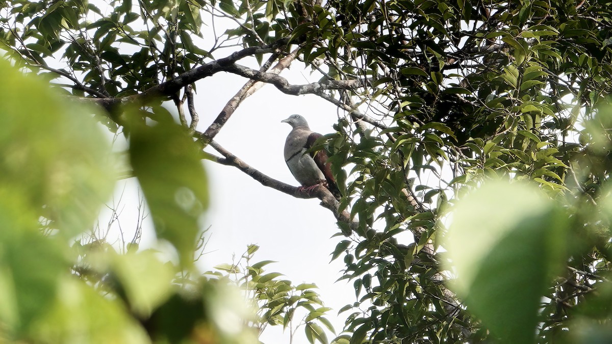Zoe's Imperial-Pigeon - ML646473667