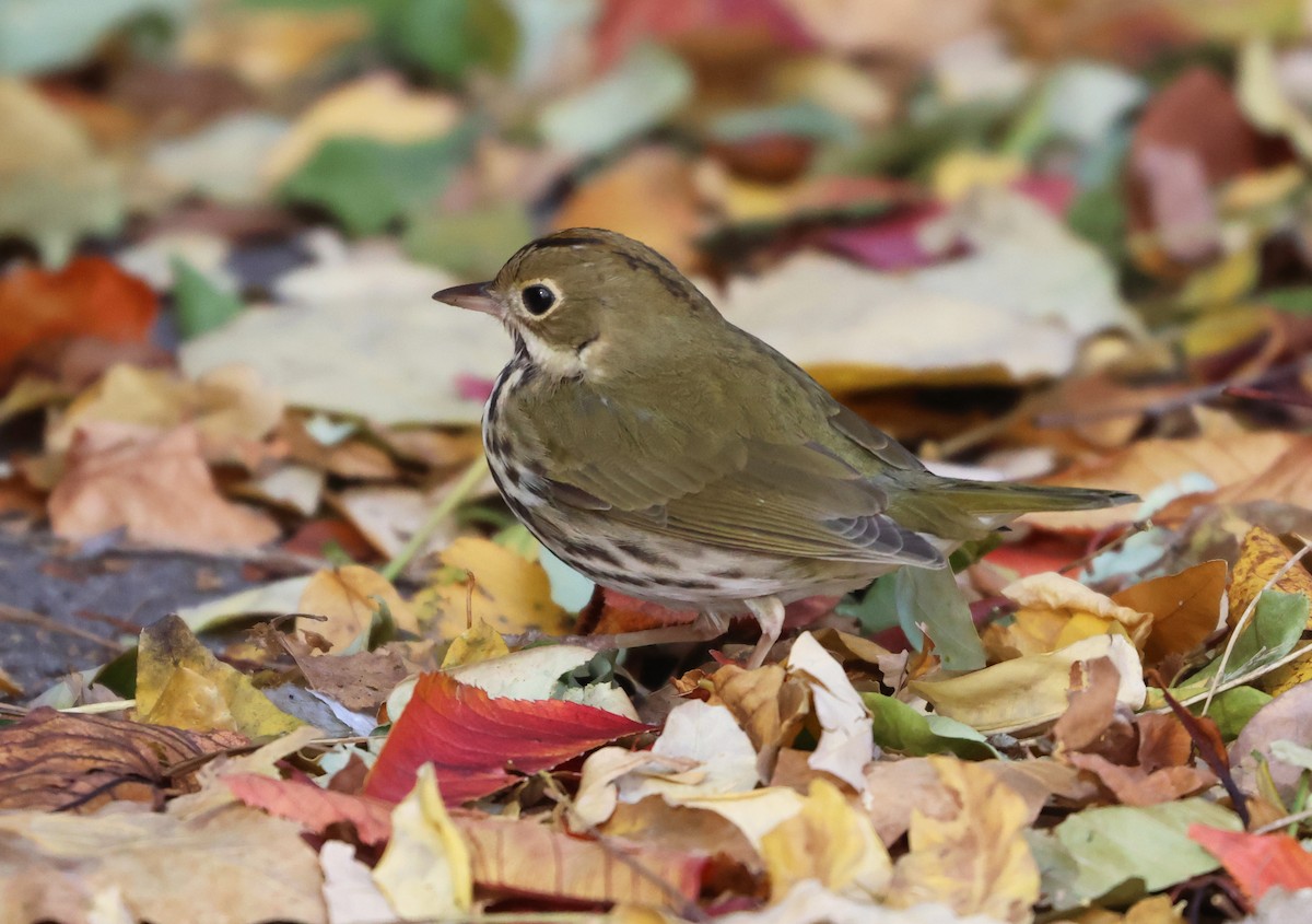 lesňáček zlatohlavý - ML646473668