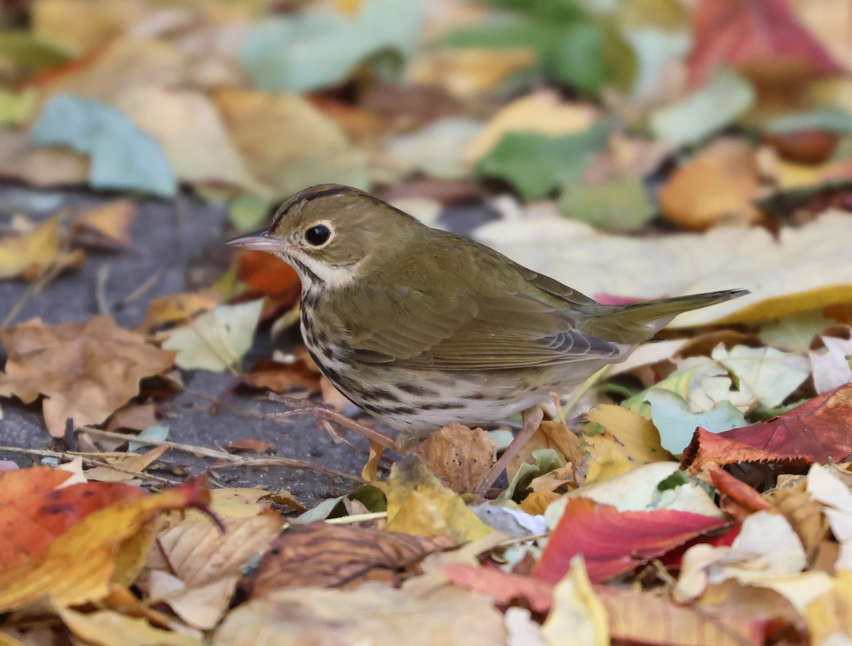 lesňáček zlatohlavý - ML646473669