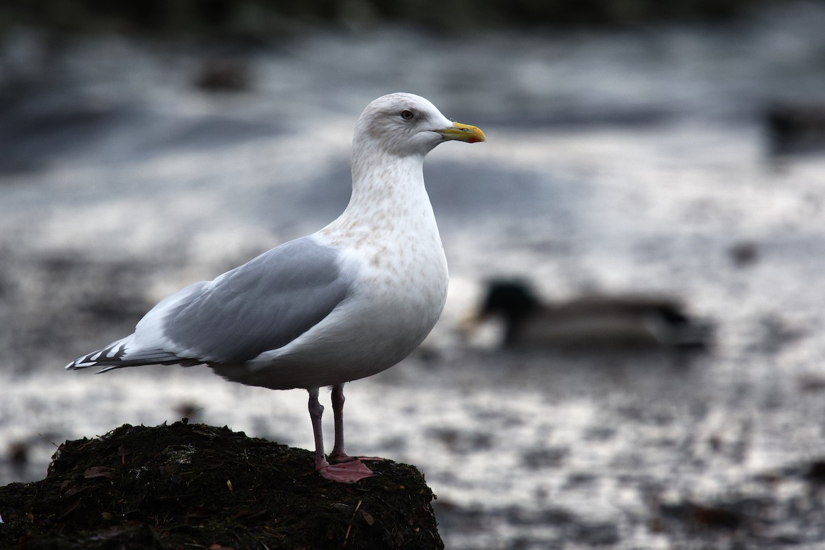 アイスランドカモメ（亜種 クムリーンカモメ） - ML646473670