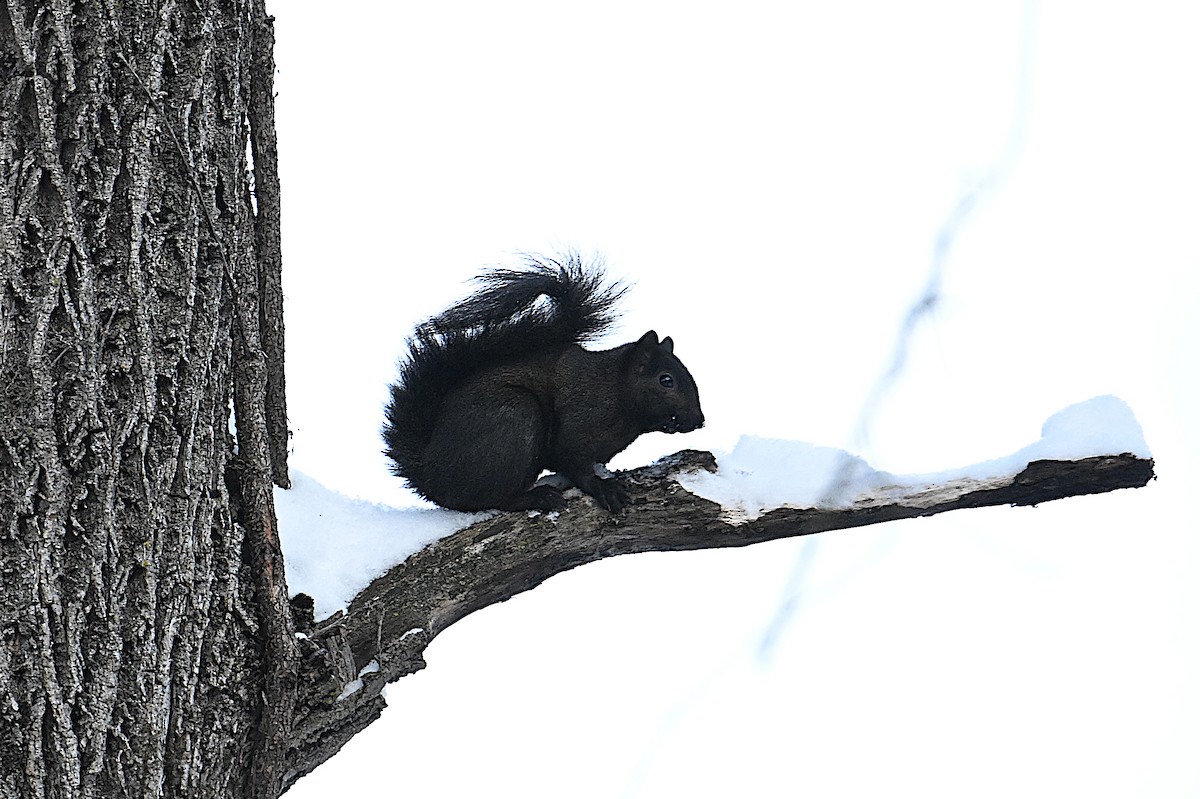 灰松鼠 - ML646473671