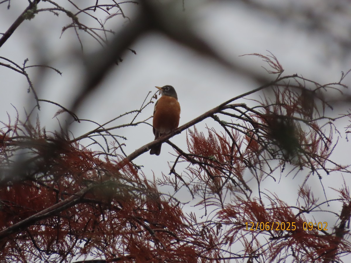 American Robin - ML646473672