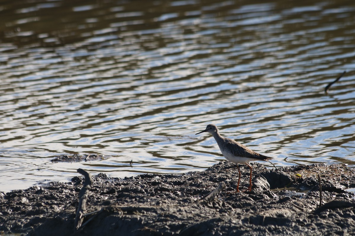 Lesser Yellowlegs - ML646473673