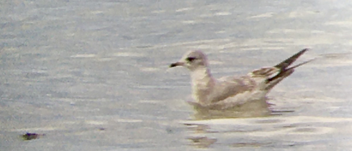 kortnebbmåke - ML646473674