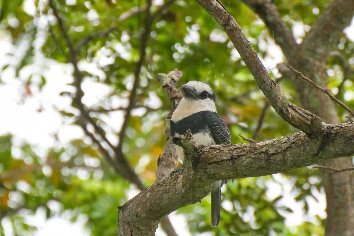 シロエリオオガシラ - ML646473675