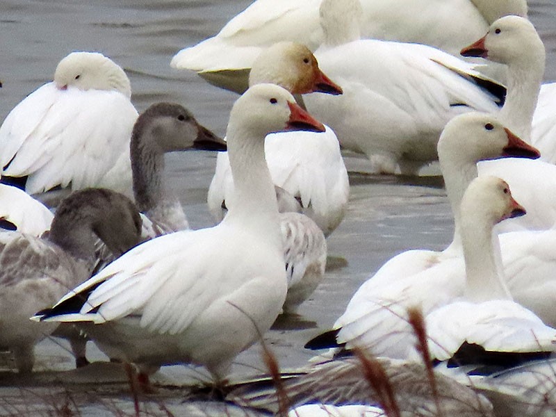 Oca delle nevi - ML646473679