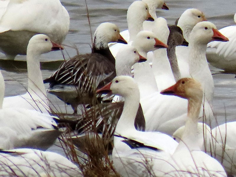 Oca delle nevi - ML646473680