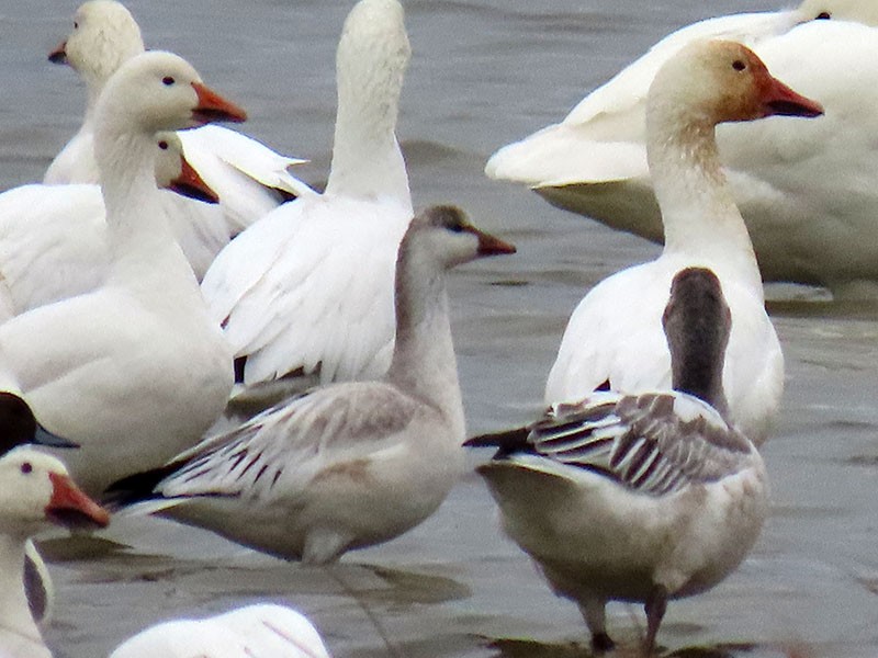 Oca delle nevi - ML646473681