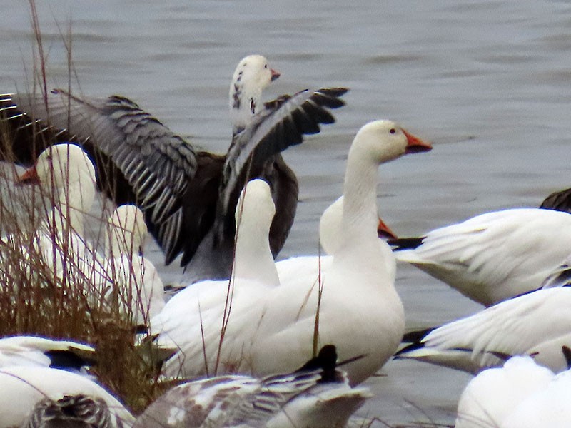 Oca delle nevi - ML646473682