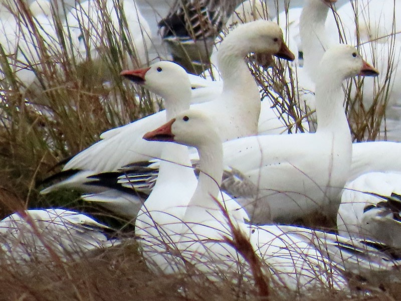 Oca delle nevi - ML646473683