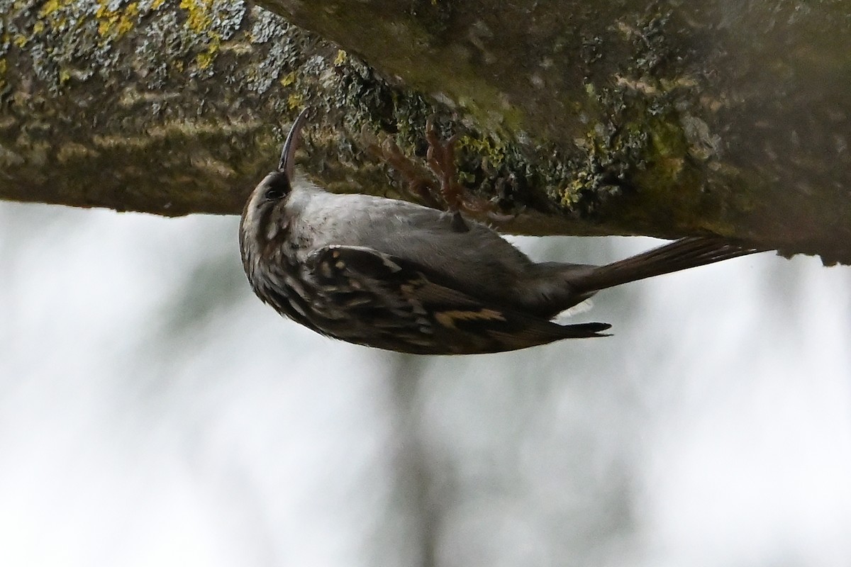 Short-toed Treecreeper - ML646473685