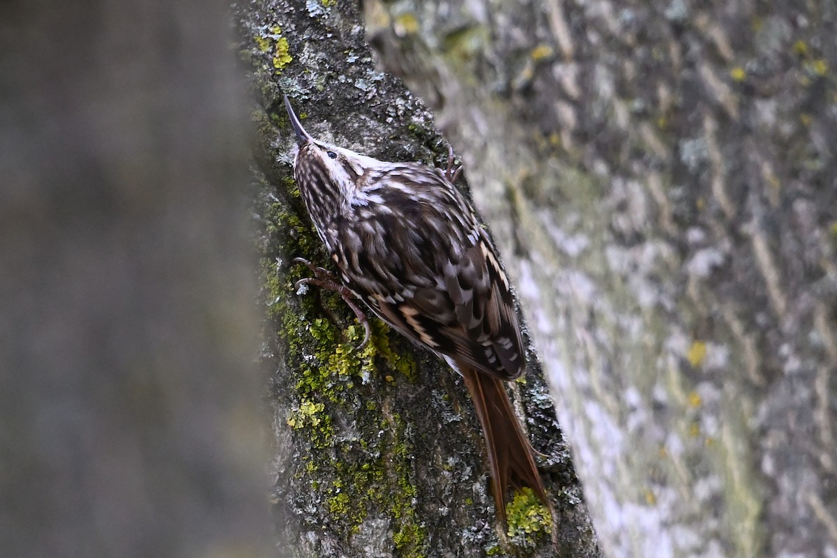 Short-toed Treecreeper - ML646473686