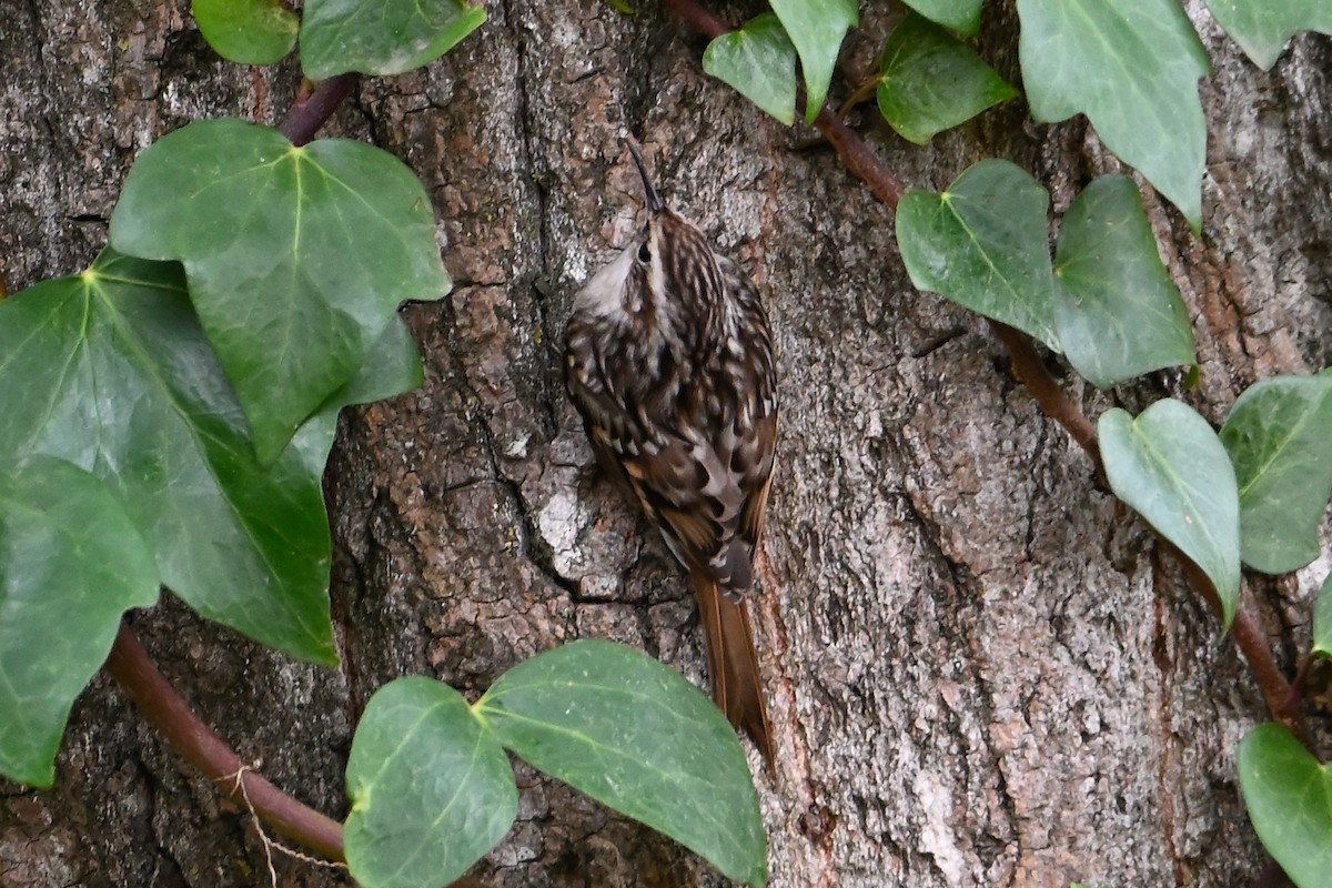 Short-toed Treecreeper - ML646473687