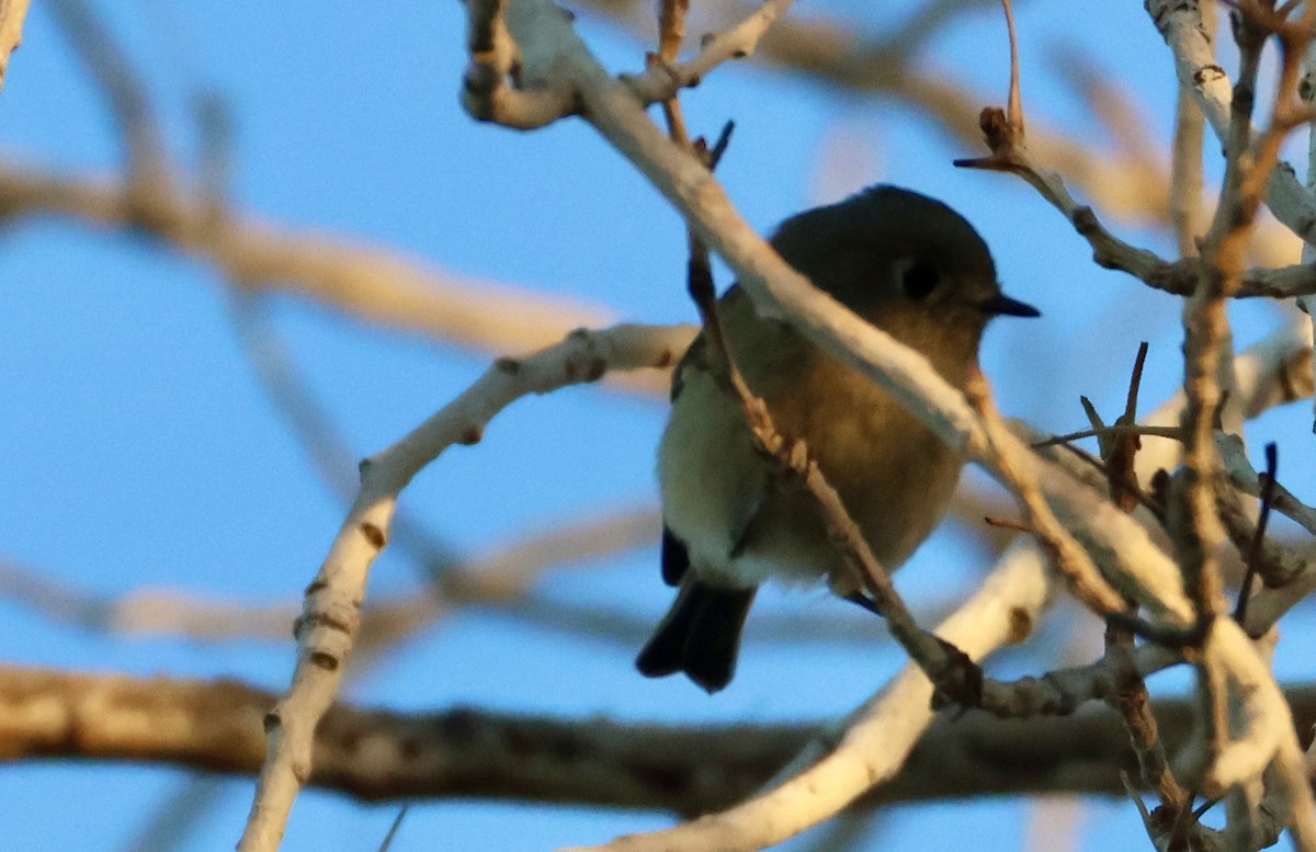 Ruby-crowned Kinglet - ML646473689