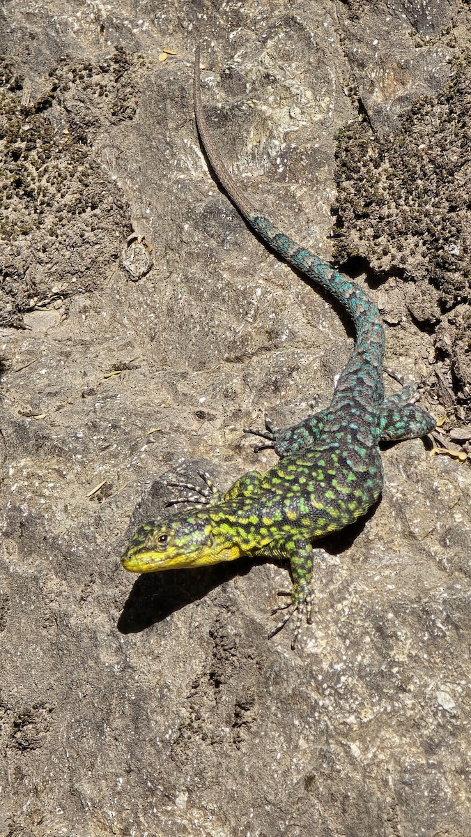 Animals - ML646473690