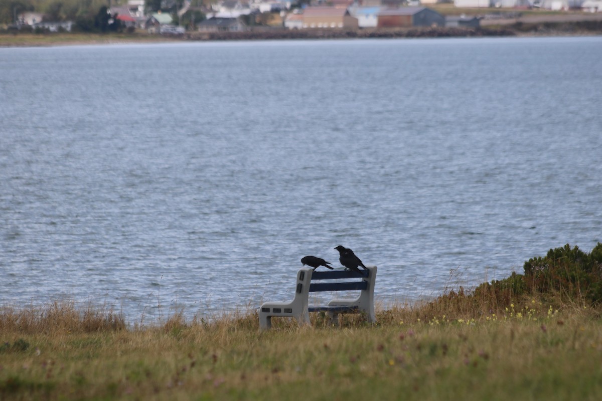 Short-billed Dowitcher - ML646473692