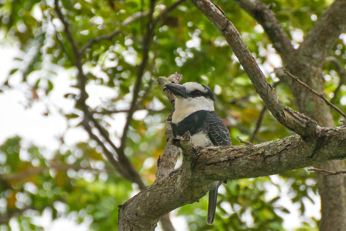 シロエリオオガシラ - ML646473694