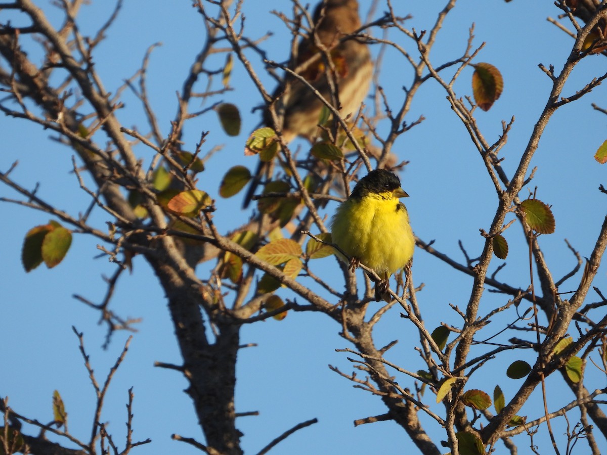 Lesser Goldfinch - ML646473697