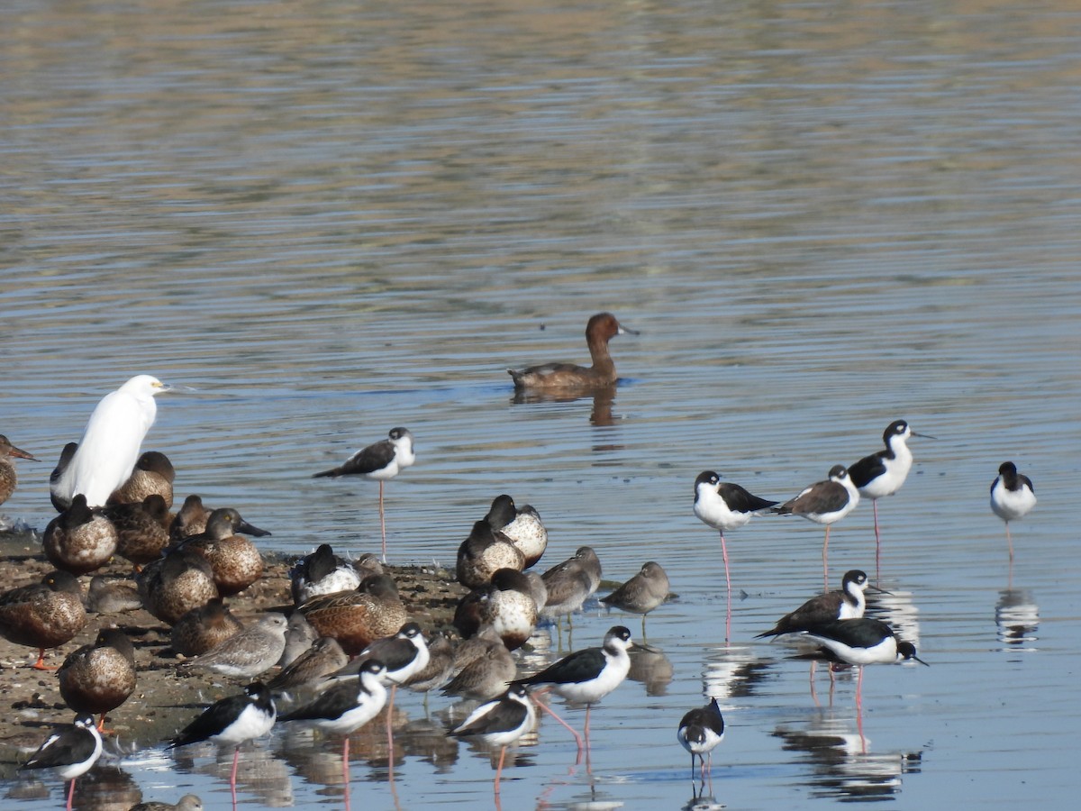 Redhead - ML646473698
