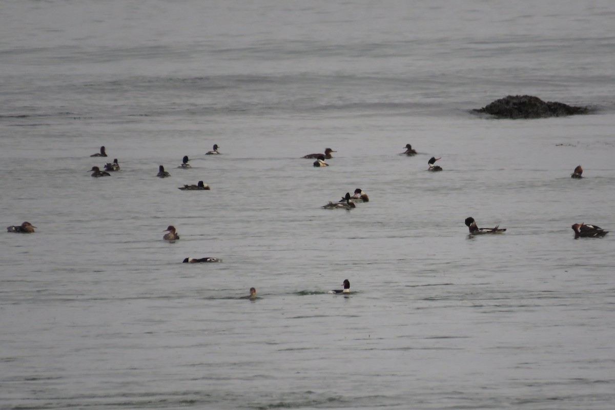 Zerra ertaina - ML646473699