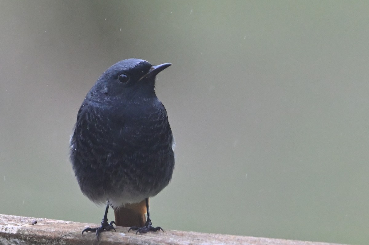 赭紅尾鴝 - ML646473700