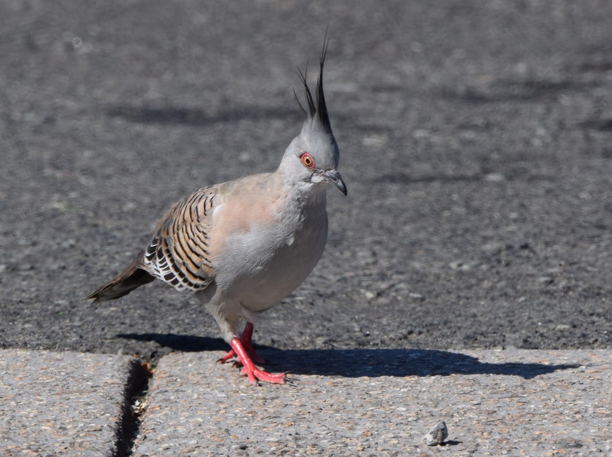 Crested Pigeon - ML646473704