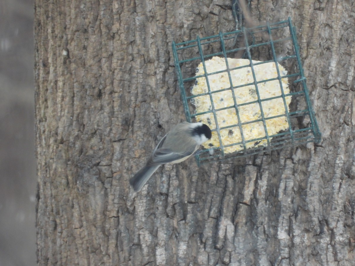 Carolina Chickadee - ML646473706