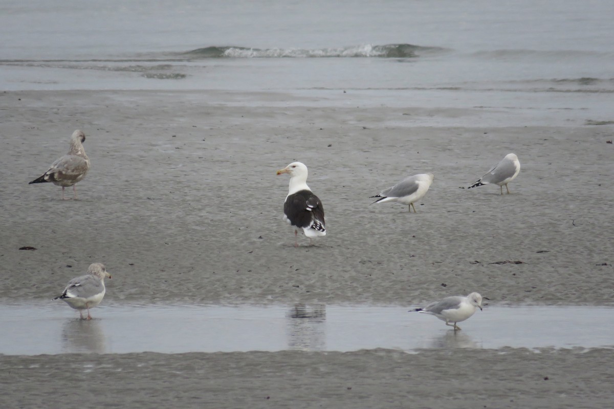 Kaio beltza - ML646473707