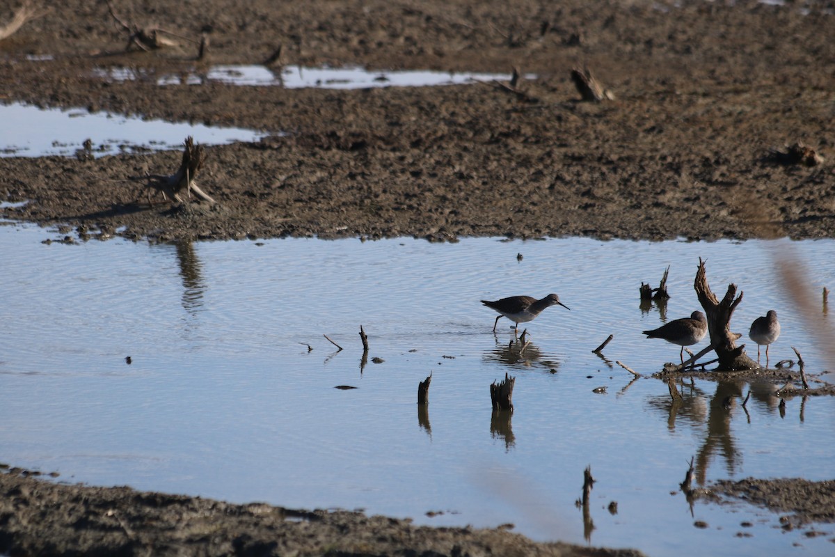 Lesser Yellowlegs - ML646473715