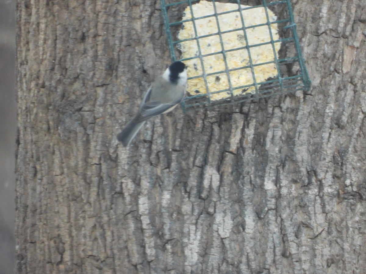 Carolina Chickadee - ML646473716