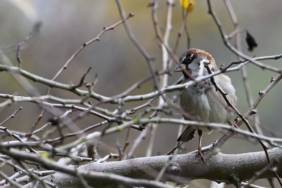 家麻雀 - ML646473717