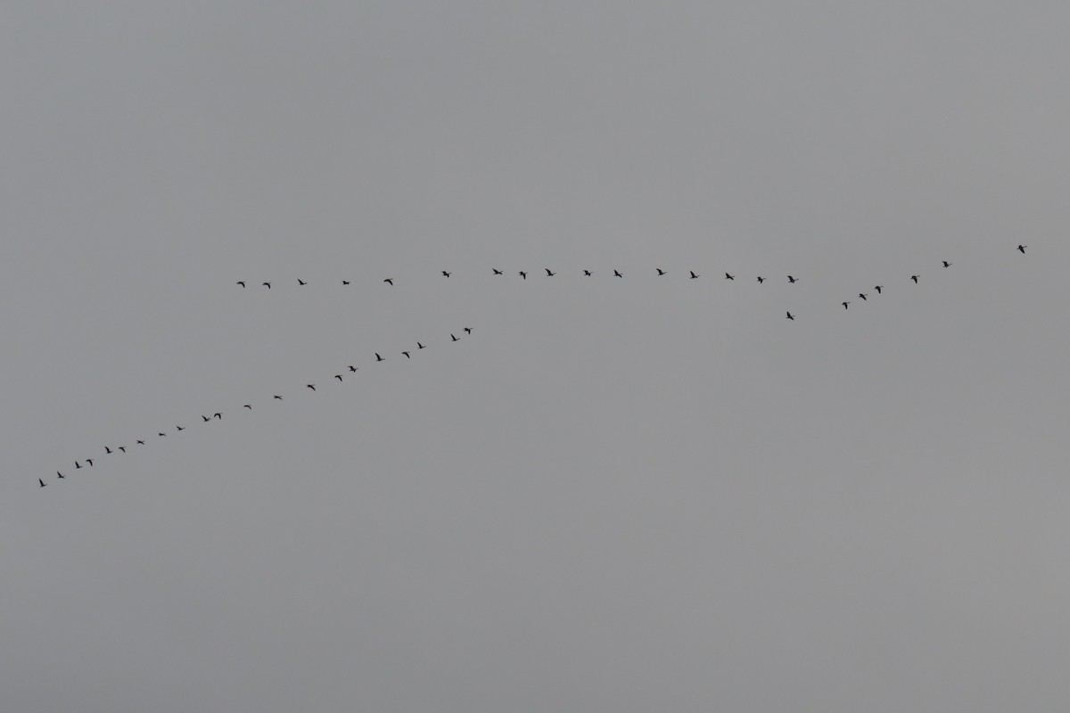 Branta kanadar handia - ML646473719