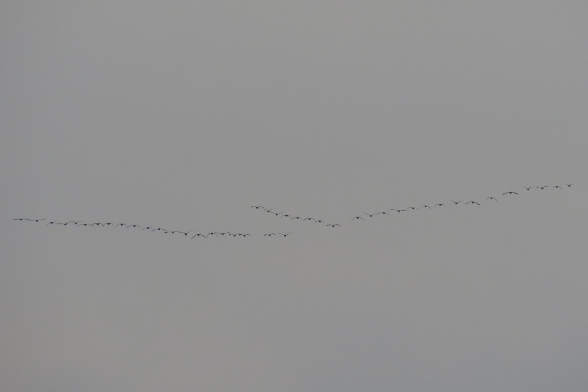 Branta kanadar handia - ML646473720