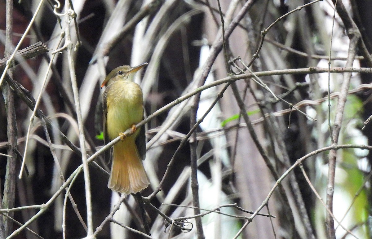 Tropical Royal Flycatcher - ML646473722