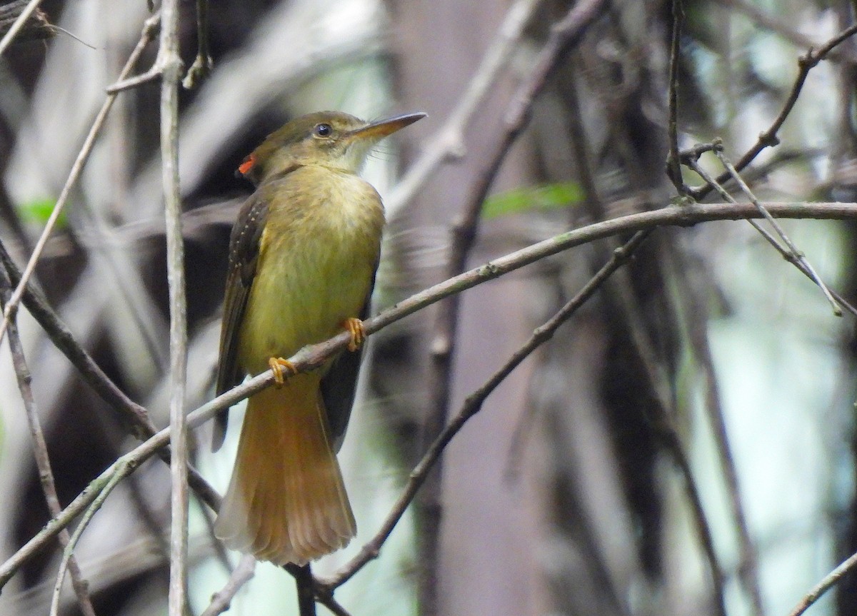 Tropical Royal Flycatcher - ML646473723