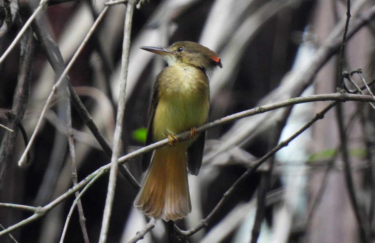 Tropical Royal Flycatcher - ML646473724