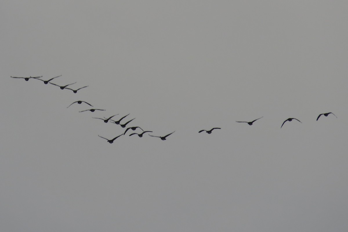 Branta kanadar handia - ML646473725