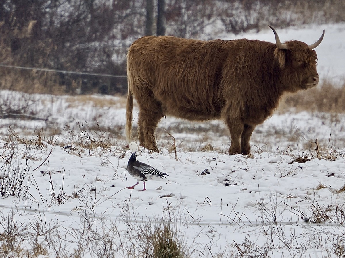 Snow Goose - ML646473726