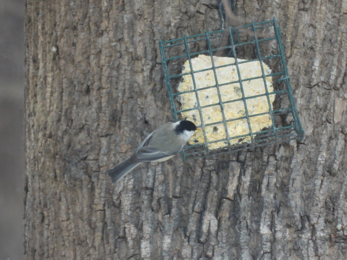 Carolina Chickadee - ML646473728