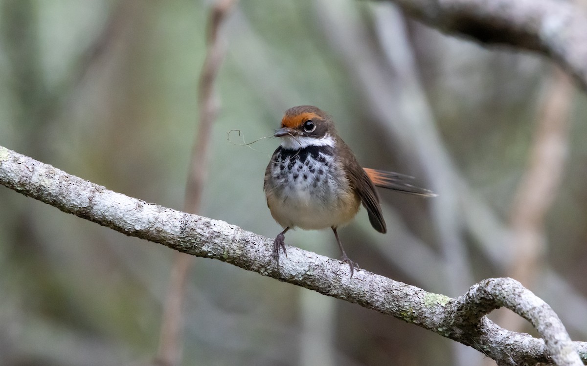 Australian Rufous Fantail - ML646473731