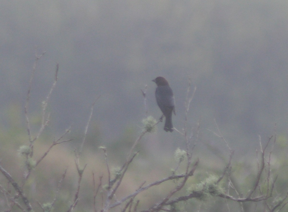 Braunkopf-Kuhstärling - ML646473732