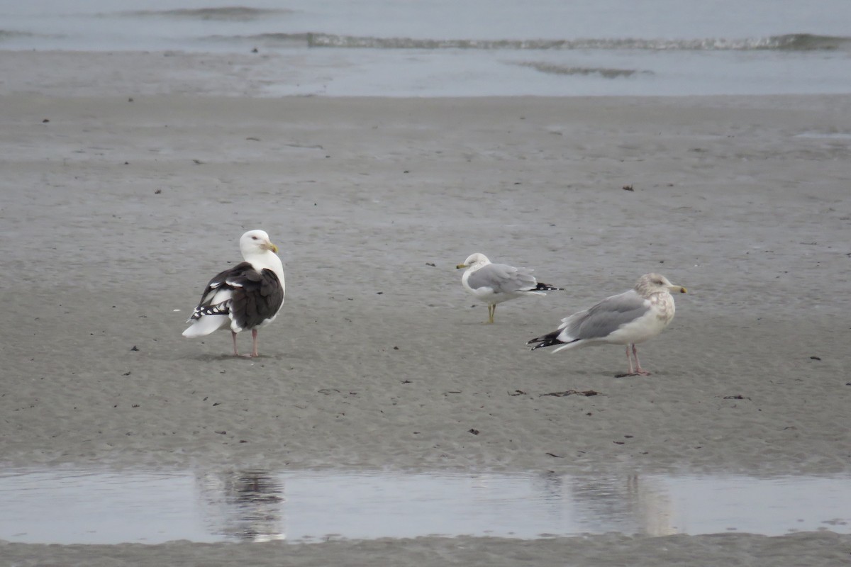 Kaio hauskara amerikarra - ML646473733