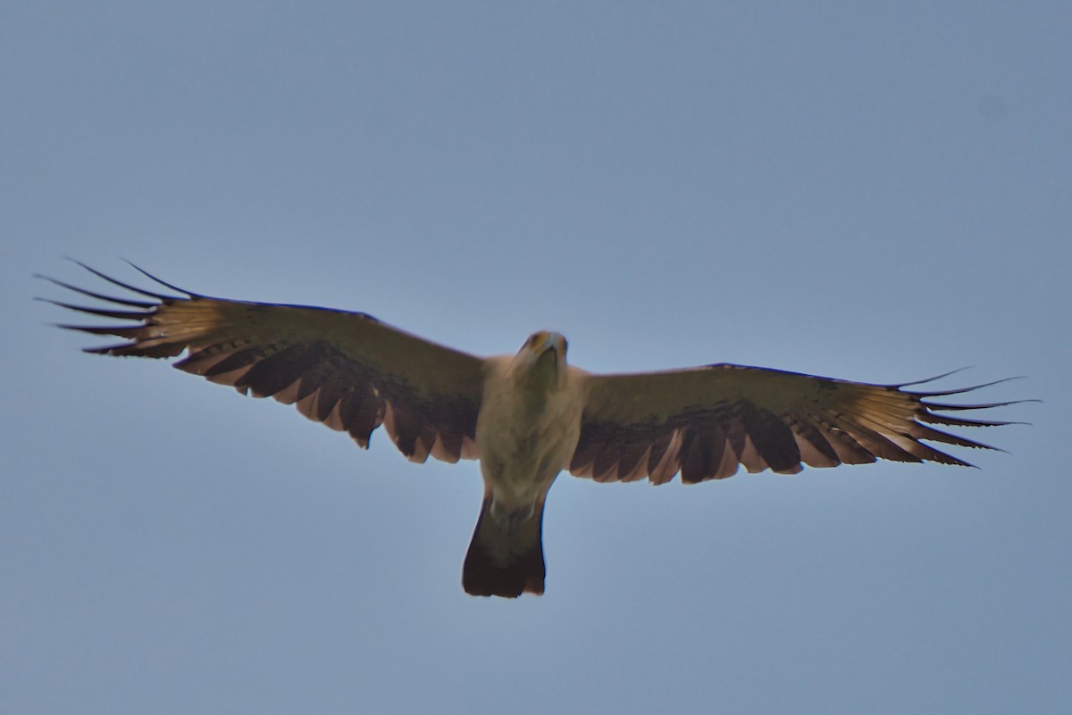 キバラカラカラ - ML646473734